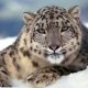 Mohan Avatar
