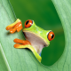 tree_frog's avatar