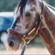 silvercharm's avatar