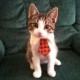 fullphaser's avatar