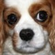 Gemma Avatar