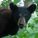 bearyweather's avatar