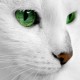 Qritiq's avatar
