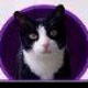 Uppity Woman's avatar