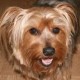 Rusty's avatar