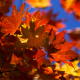 autumnleavesandaspringbreeze's avatar