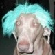 elgatosinbotas's avatar