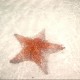 Star's avatar