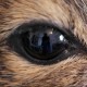Avatar von Vorstadtmaus
