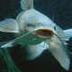 Catfish's avatar