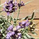 gardentogorgeous's avatar