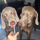 easyweimaraner's avatar