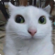 txrmsconditions's avatar