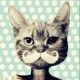 drawmeacat's avatar