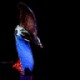 Felix the Cassowary's avatar