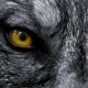 Werewolf's avatar