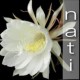 nati's avatar