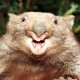 wombo's avatar