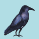 Raven