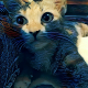 indah's avatar