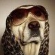 thedogs'mother's avatar