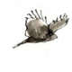 Sohum's avatar