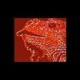 Antireptilian's avatar