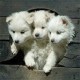kerberos8 のアバター