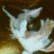 Bernadette's avatar