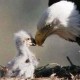 eaglesheart's avatar
