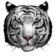 Ritwik's avatar