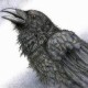 Ranting Crow's avatar