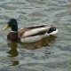 Peter Wells aka Countingducks's avatar