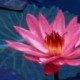 danya's avatar
