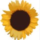 belladomain's avatar