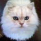 ユーザーのアバター