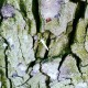 Unknown's avatar