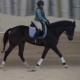 Black Fox Farm Dressage's avatar