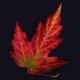 stumf's avatar