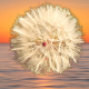 FLEURS's avatar