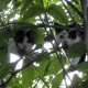 Cats in trees's avatar