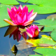 Avatar di buddhismoquotidiano