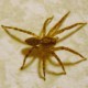 Avatar di Zoropsis