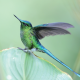 Avatar von vogelhoch3 für Leichtigkeit im Leben