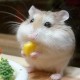 Rimu's avatar