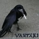 Varnyu's avatar