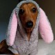 Cedarcroft Miniature Dachshunds's avatar