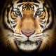 theprudenttiger's avatar