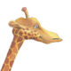 rebecca's avatar