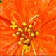 Unknown's avatar